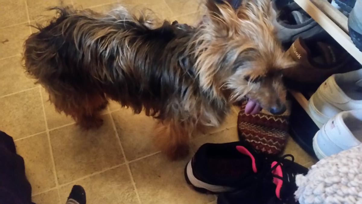 Image of Yorkshire terrier, Found Dog