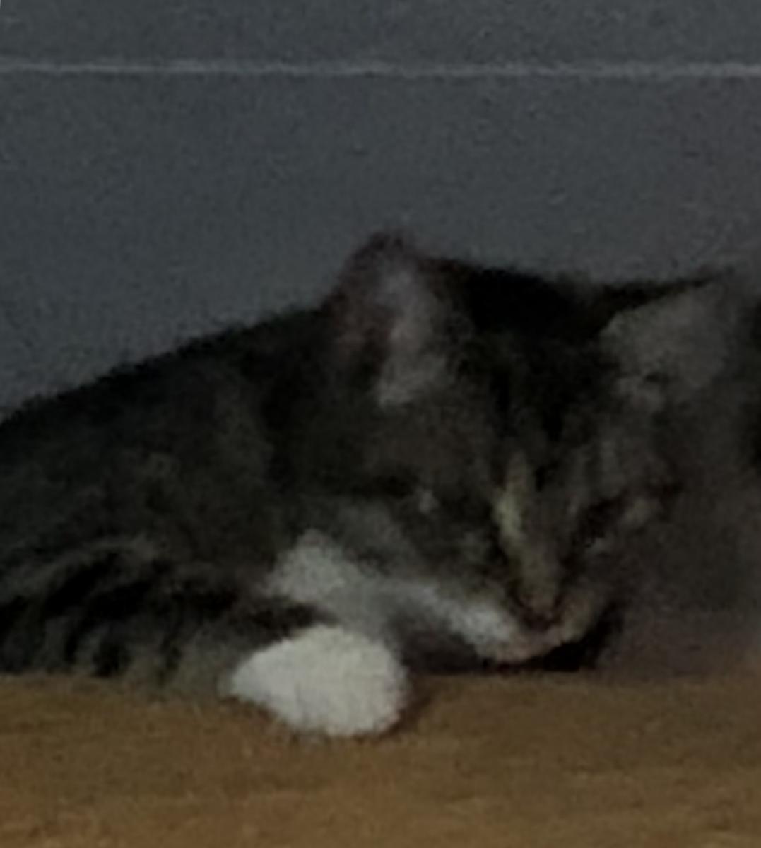 Image of Gravy, Lost Cat