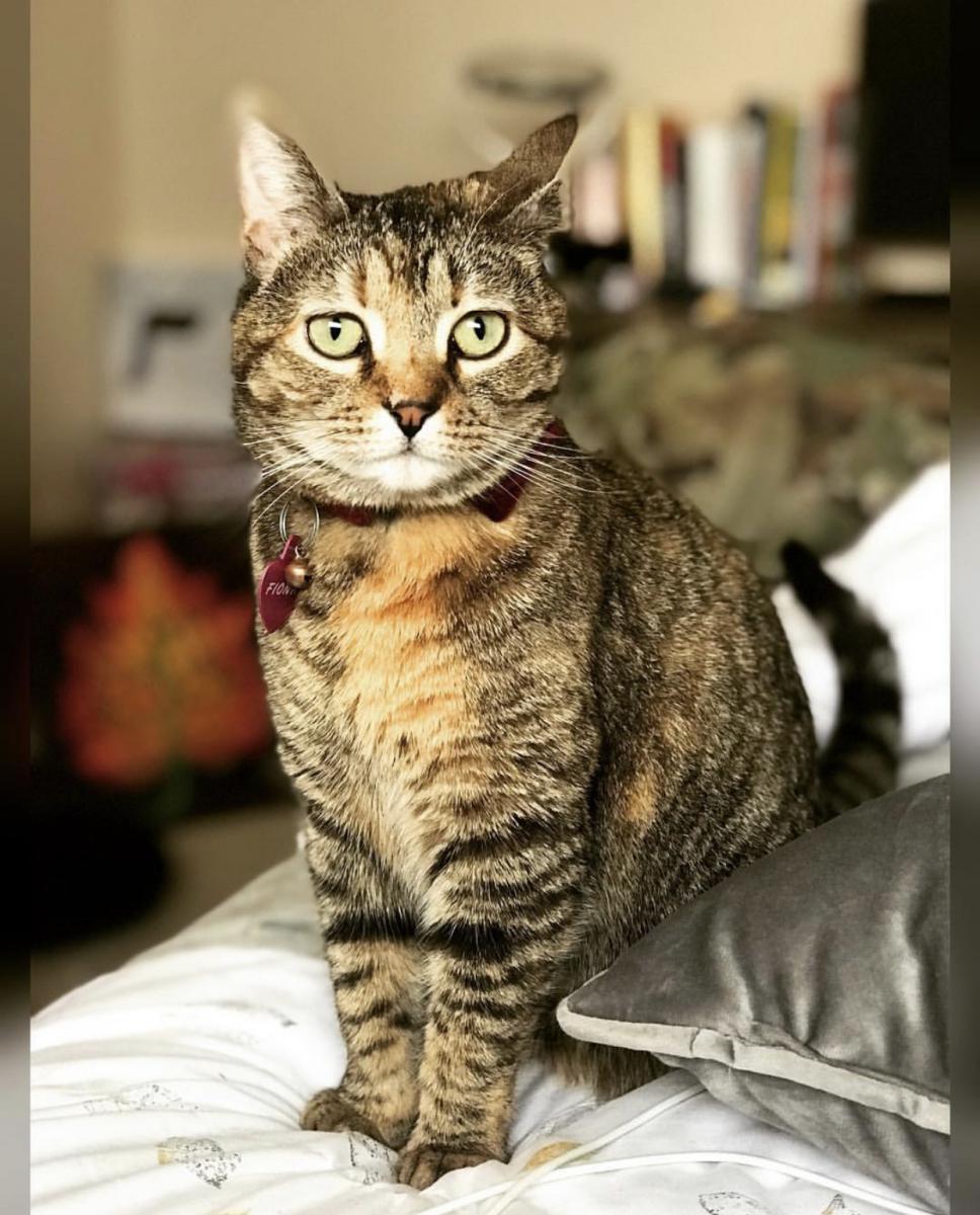 Image of Fiona, Found Cat