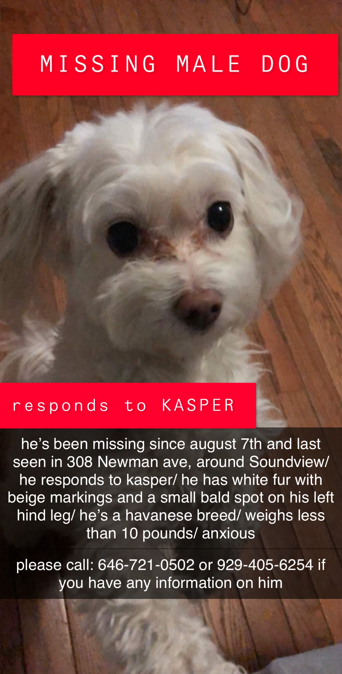 Image of Kasper, Lost Dog