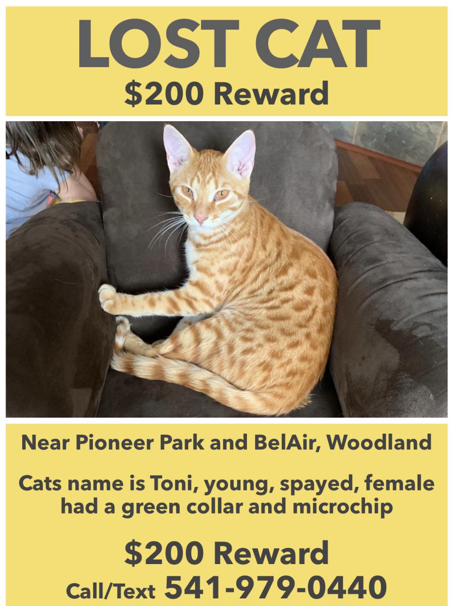 Image of Toni, Lost Cat