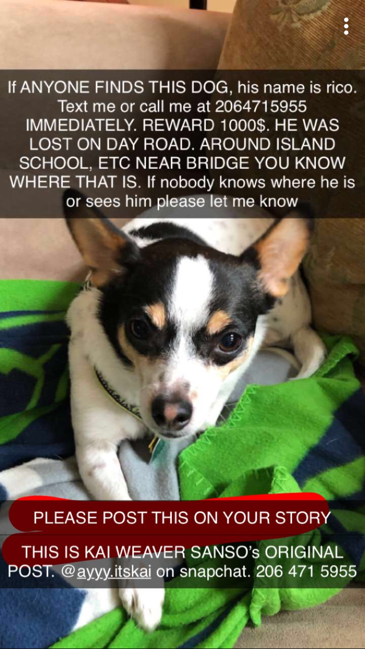 Image of Rico, Lost Dog