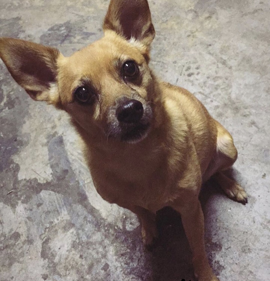 Image of Luna, Lost Dog