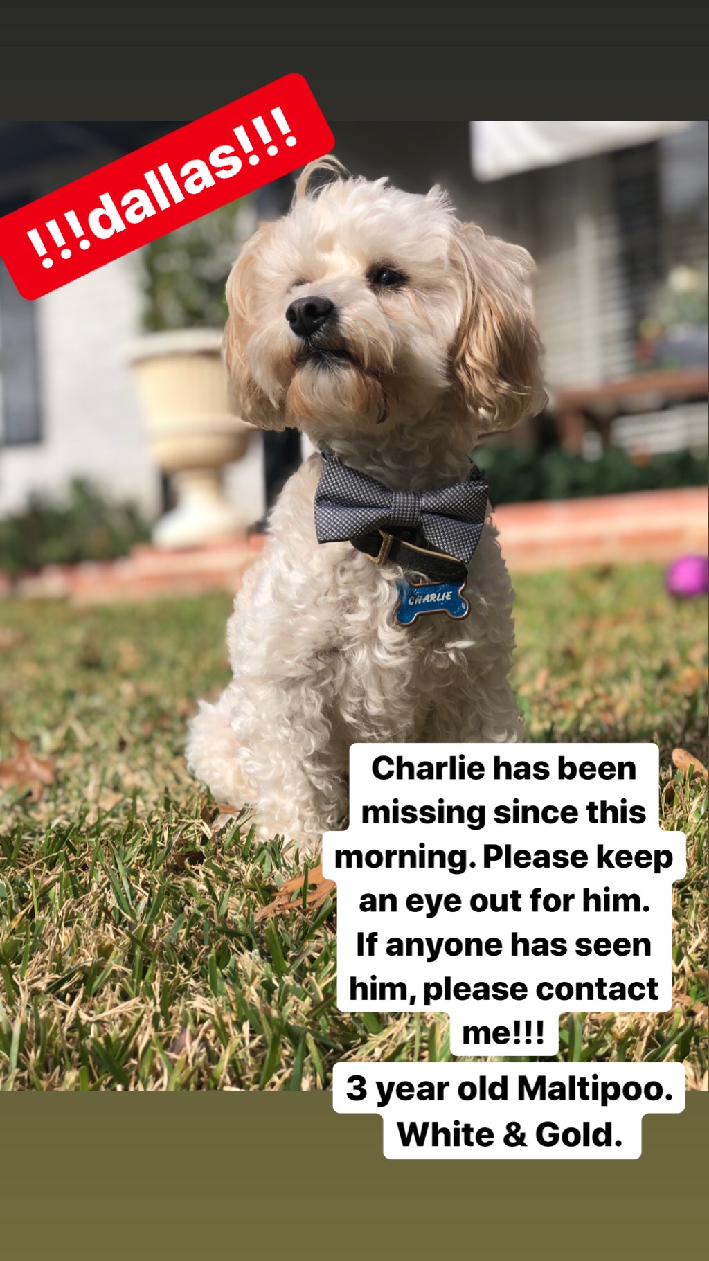 Image of Charli, Lost Dog