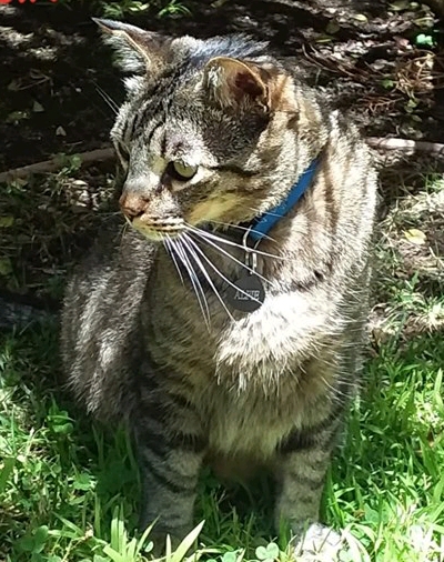 Image of Alfie, Lost Cat