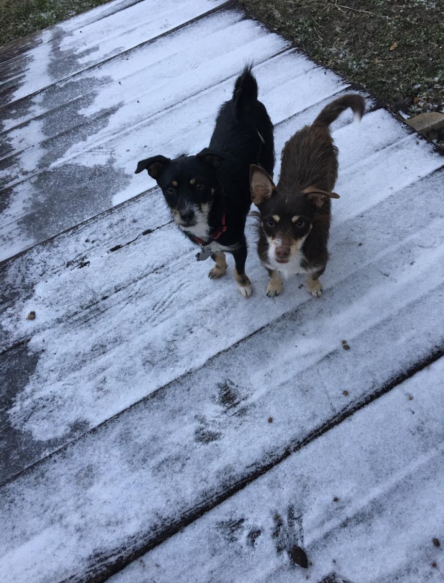 Image of scout and rusty, Lost Dog