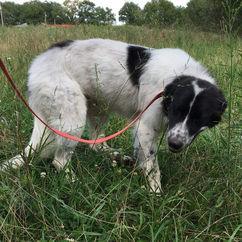 Image of Shepherd / Boomer, Lost Dog