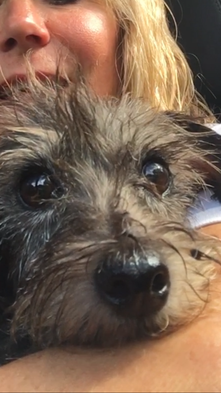 Image of Mini Moo - Sadie, Lost Dog
