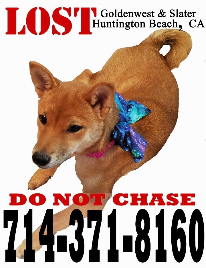 Image of Hoshi, Lost Dog