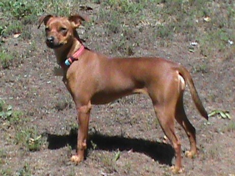 Image of maddy, Lost Dog