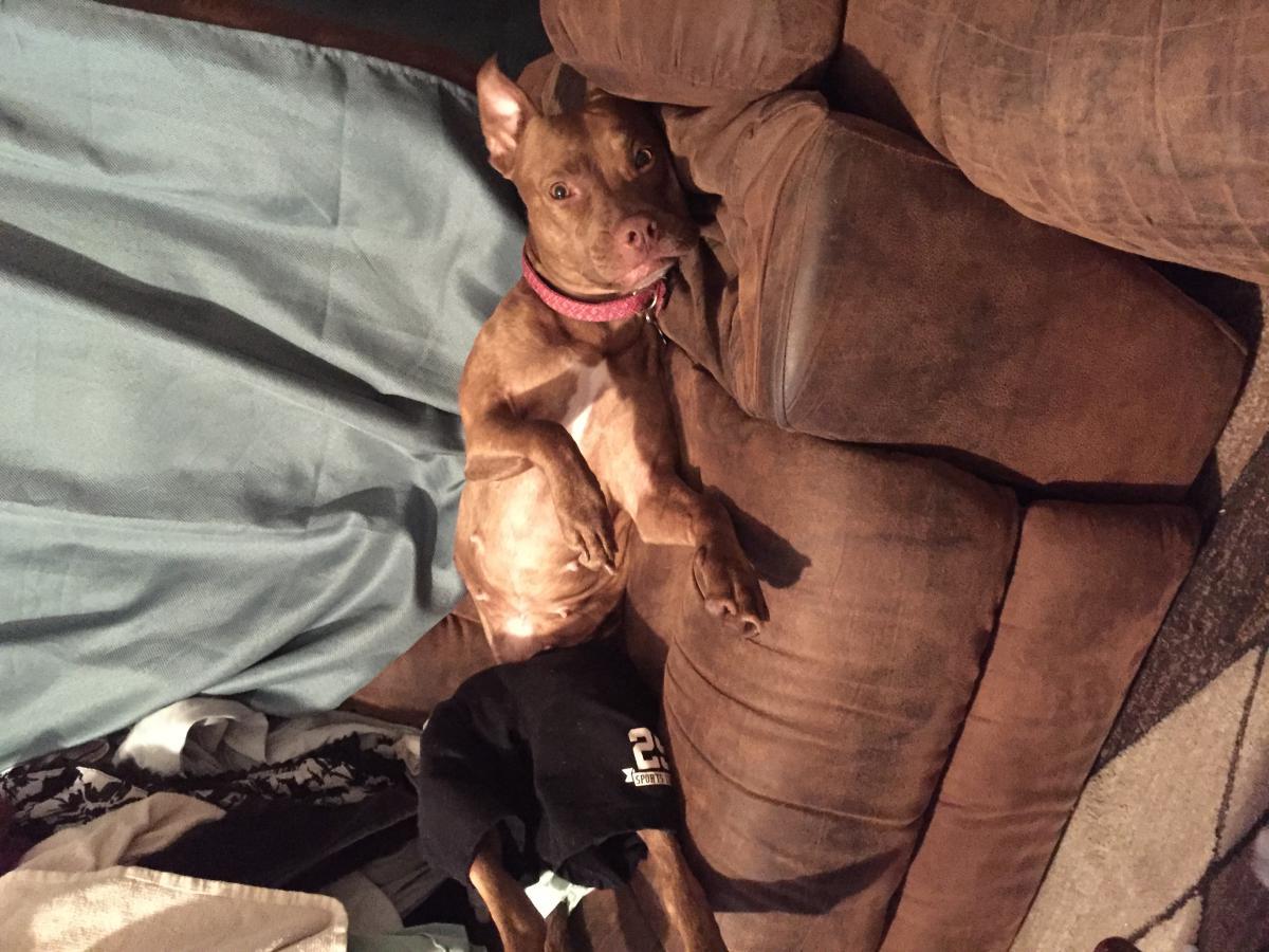 Image of Layla may, Lost Dog