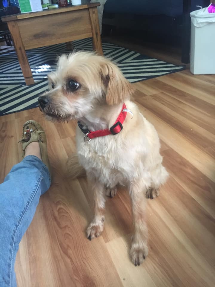 Lost Dog Terrier Mix in HOPKINTON, MA Lost My Doggie