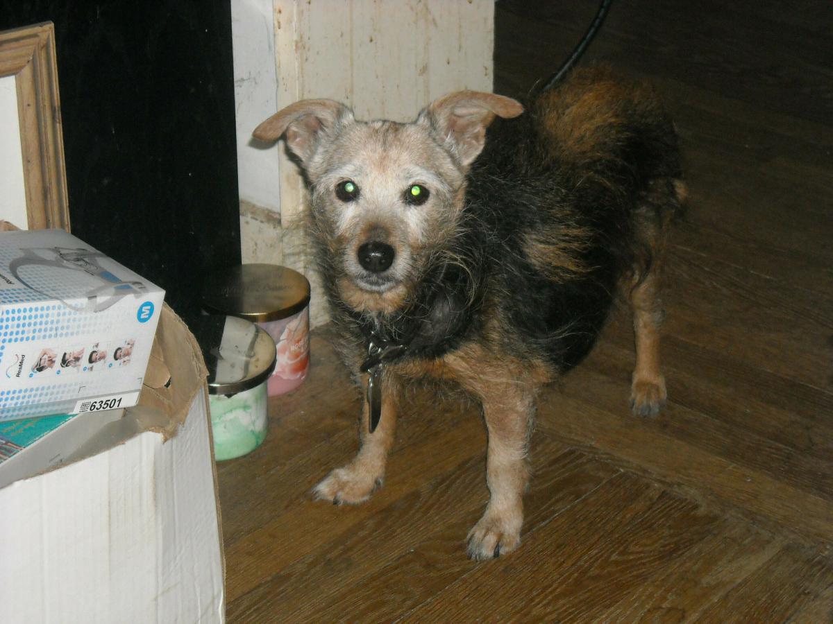 Image of roxi, Lost Dog