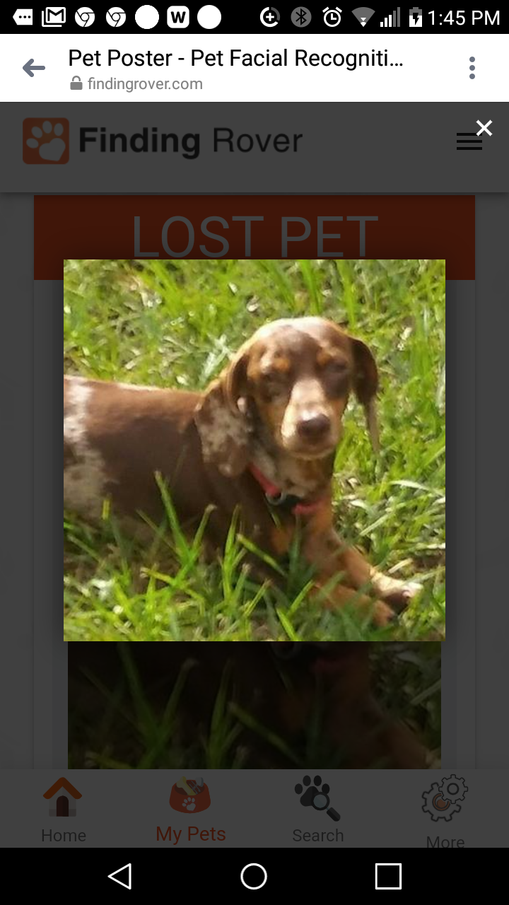 Image of Pipsqueak, Lost Dog