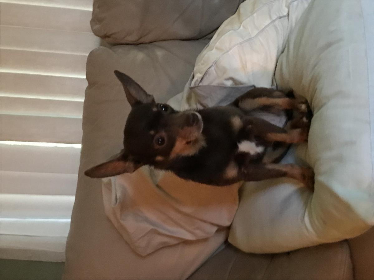 Image of Minnie, Lost Dog