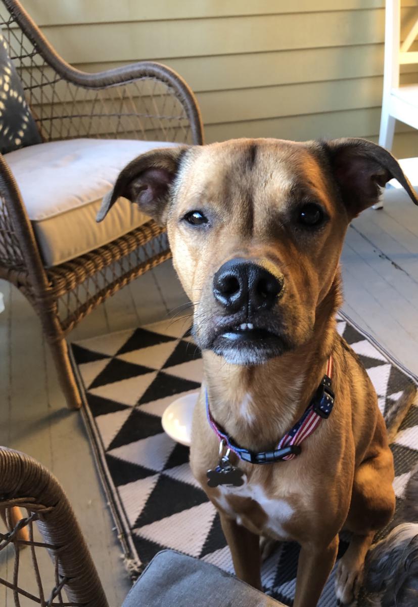 Lost Dog Boxer in LA MESA, CA Lost My Doggie