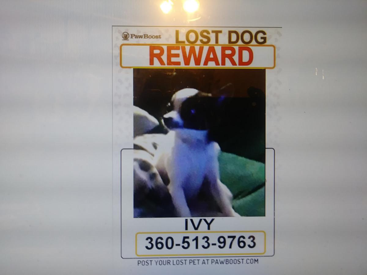 Image of Ivy, Lost Dog