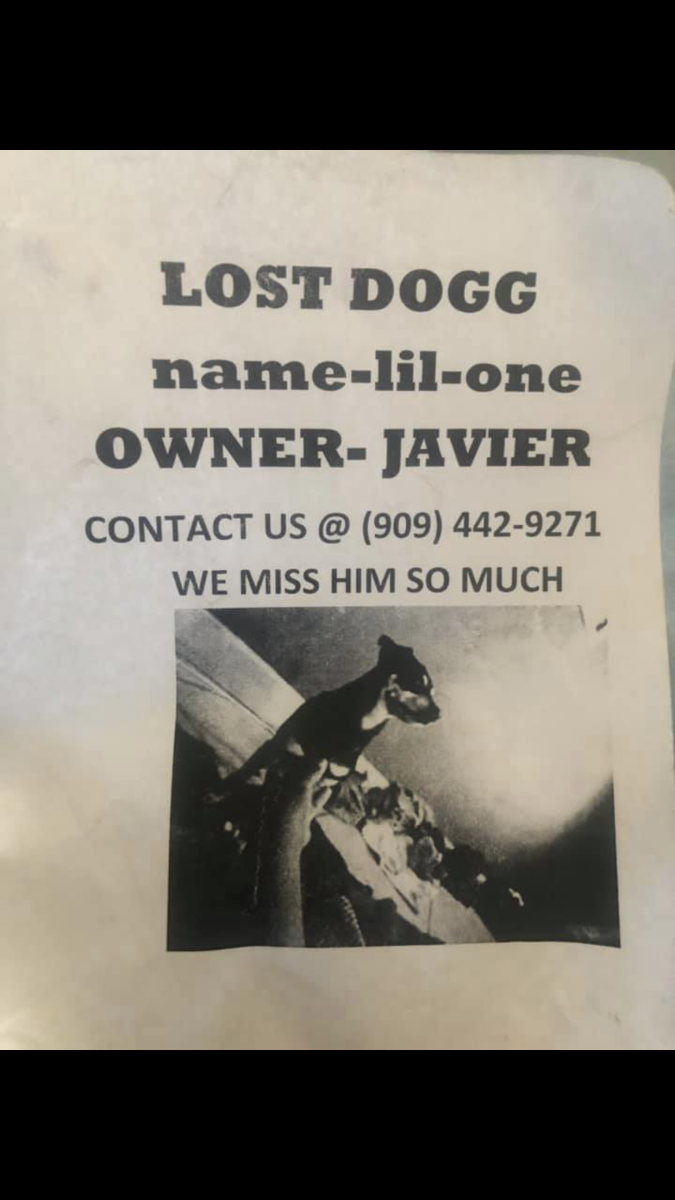 Image of Lil one, Lost Dog