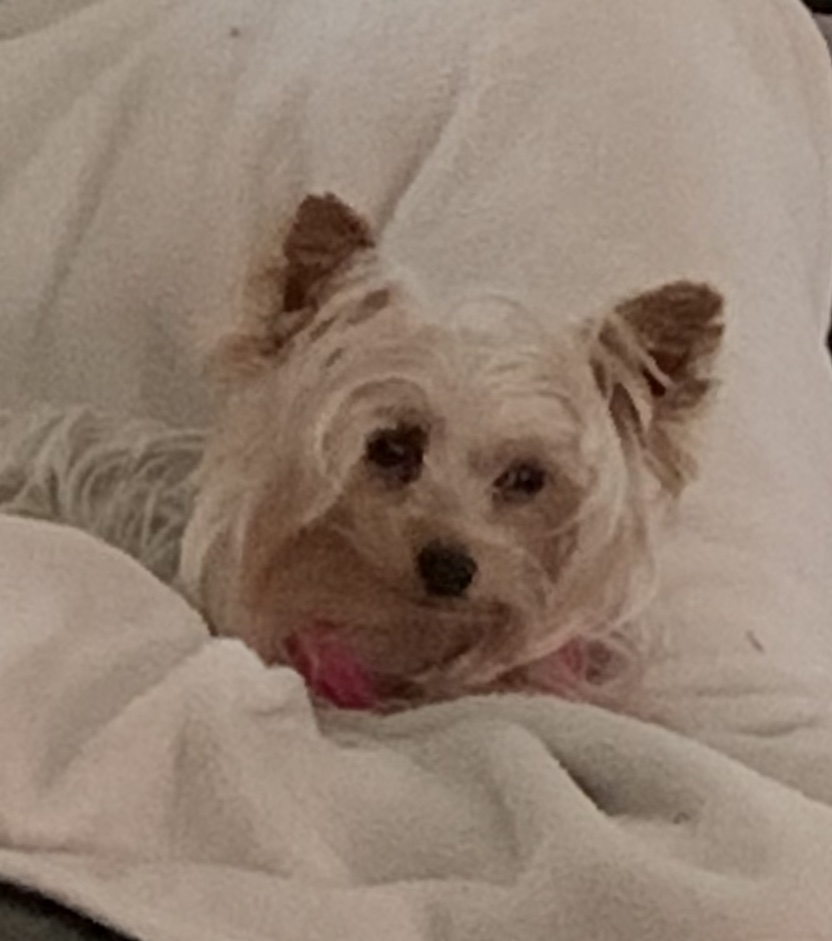 Image of Lulu, Lost Dog