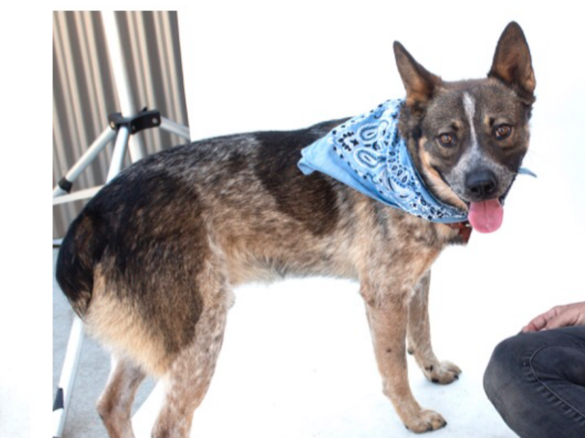 Image of Cattle Dog, Lost Dog