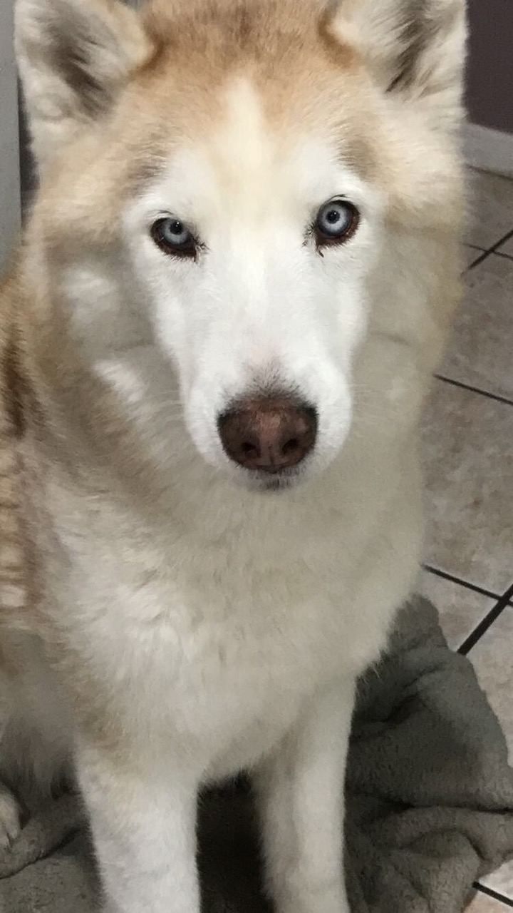 Image of troy, Lost Dog