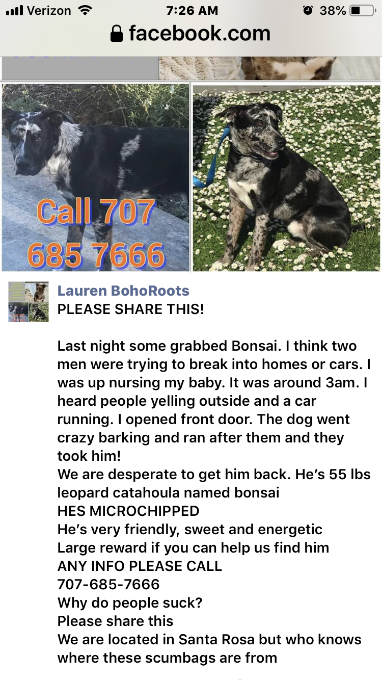 Image of Bonsai, Lost Dog