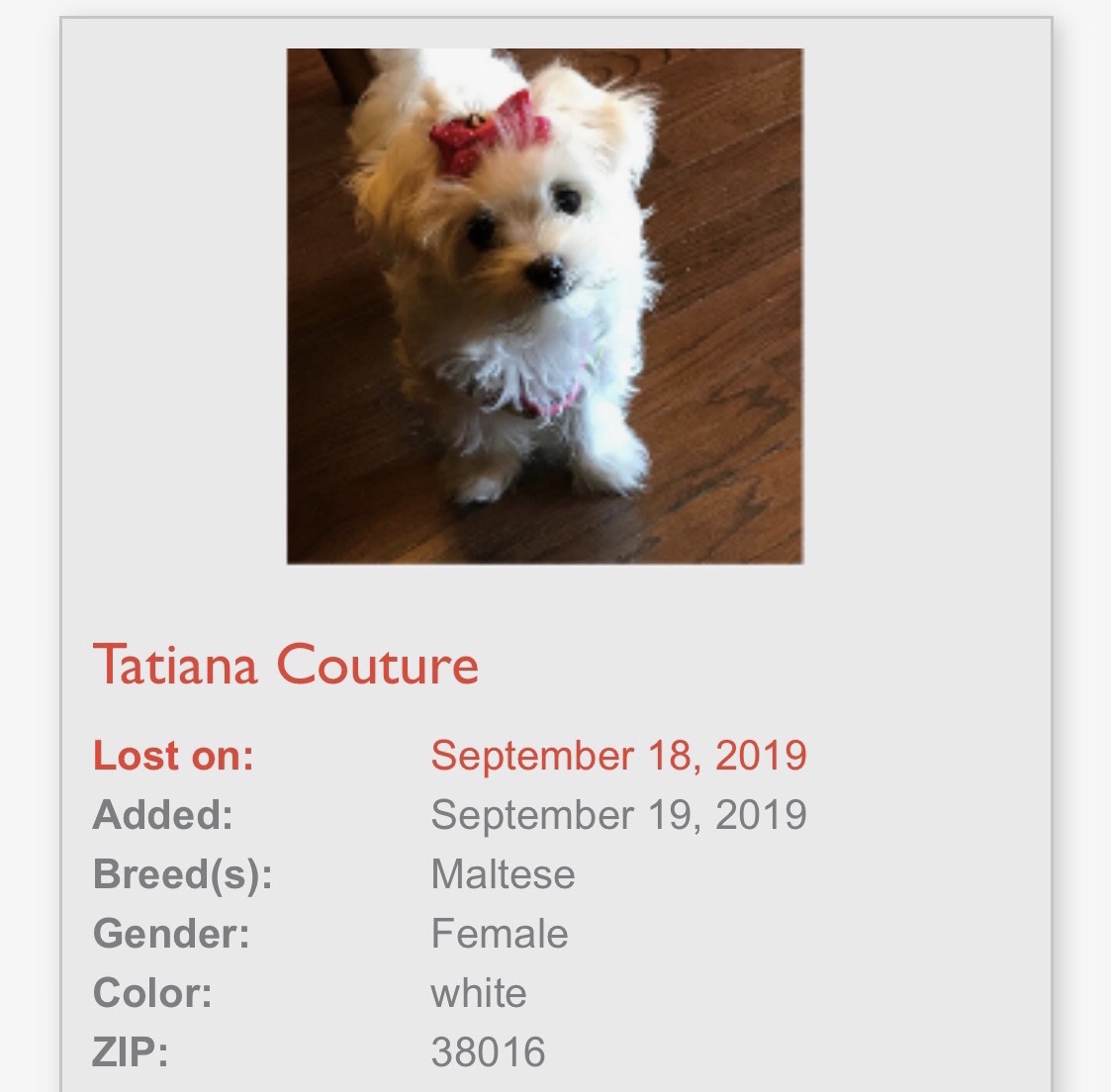 Image of Tatiana, Lost Dog
