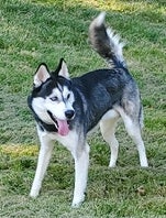 Image of Keno, Lost Dog