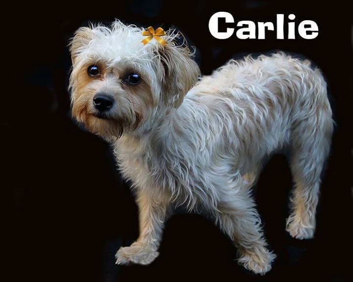 Image of Carley, Lost Dog