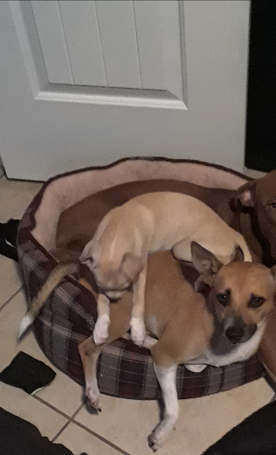 Image of Sweetie and guera, Lost Dog