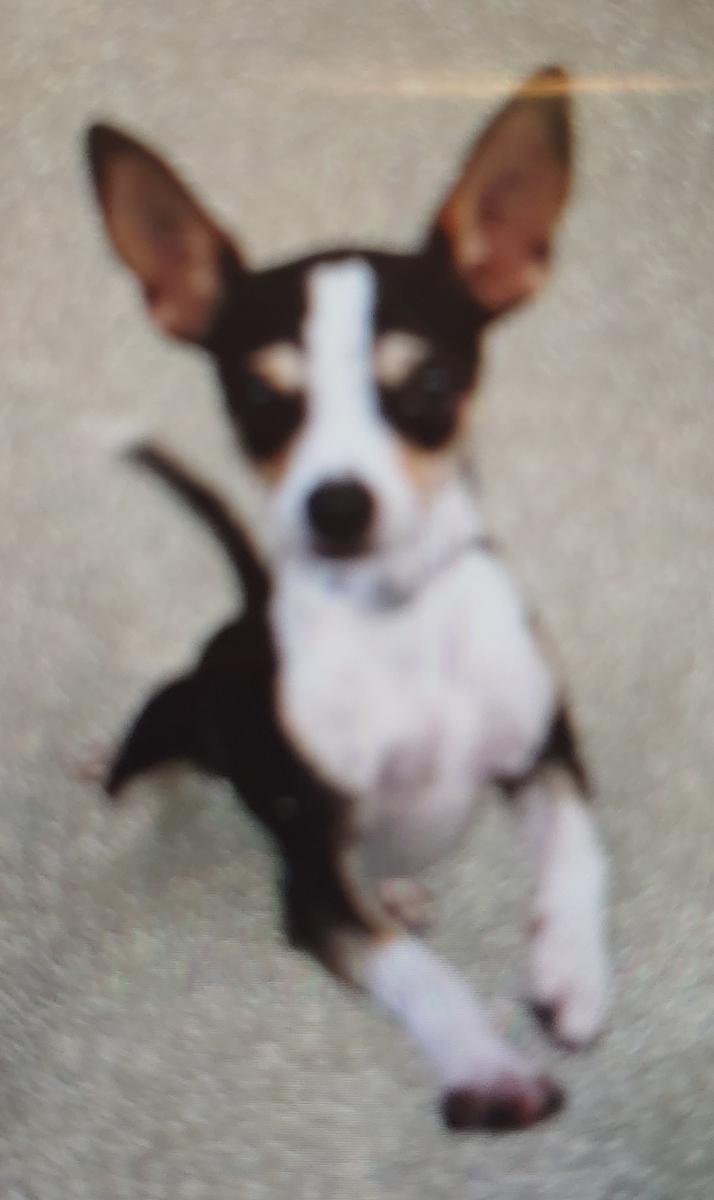 Image of Bruno, Found Dog