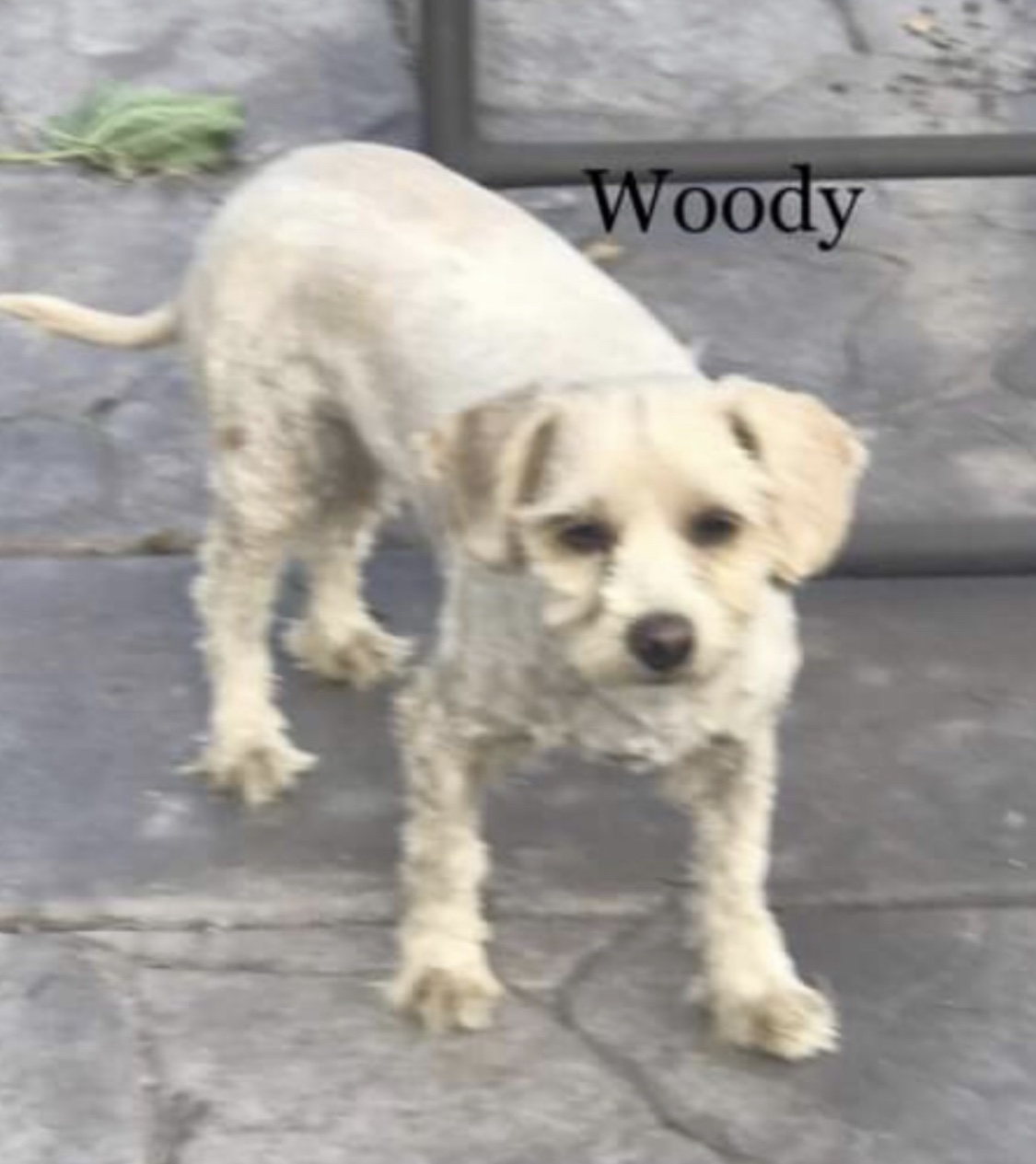 Image of Woody Read, Lost Dog