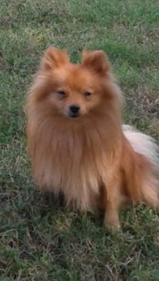 Image of Chancey, Lost Dog