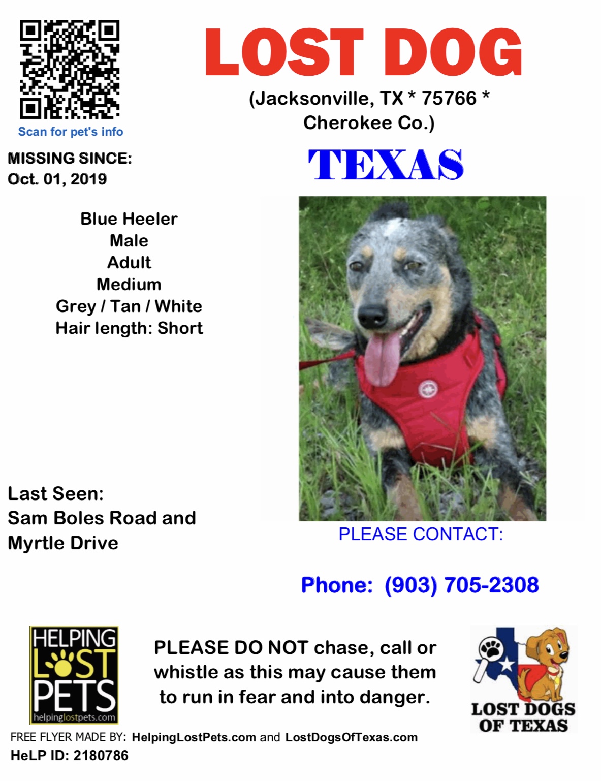 Image of Texas, Lost Dog