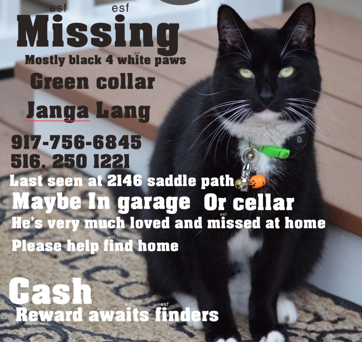 Image of Janga Lang, Lost Cat