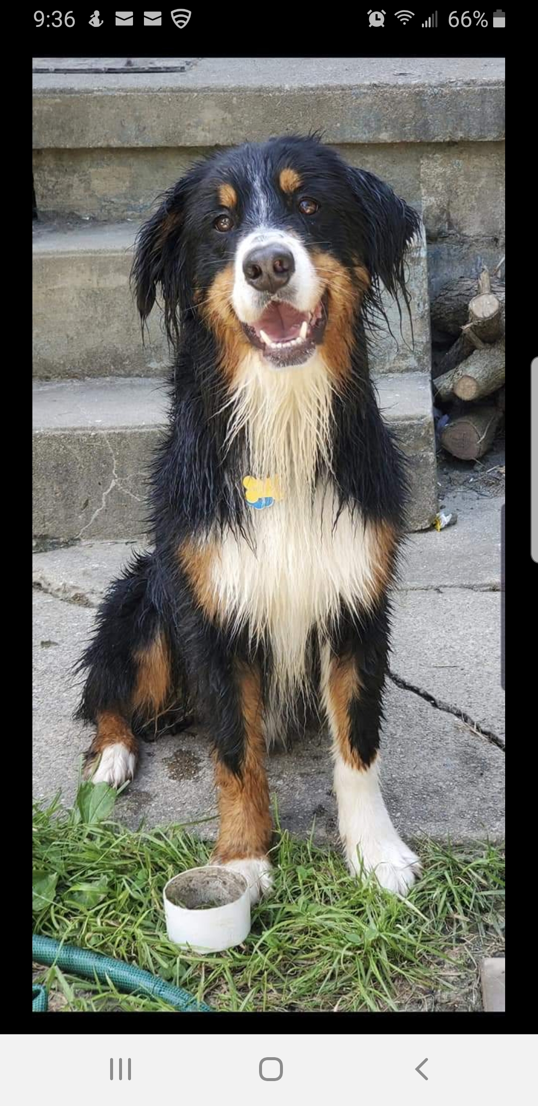 Image of Oberyn, Lost Dog