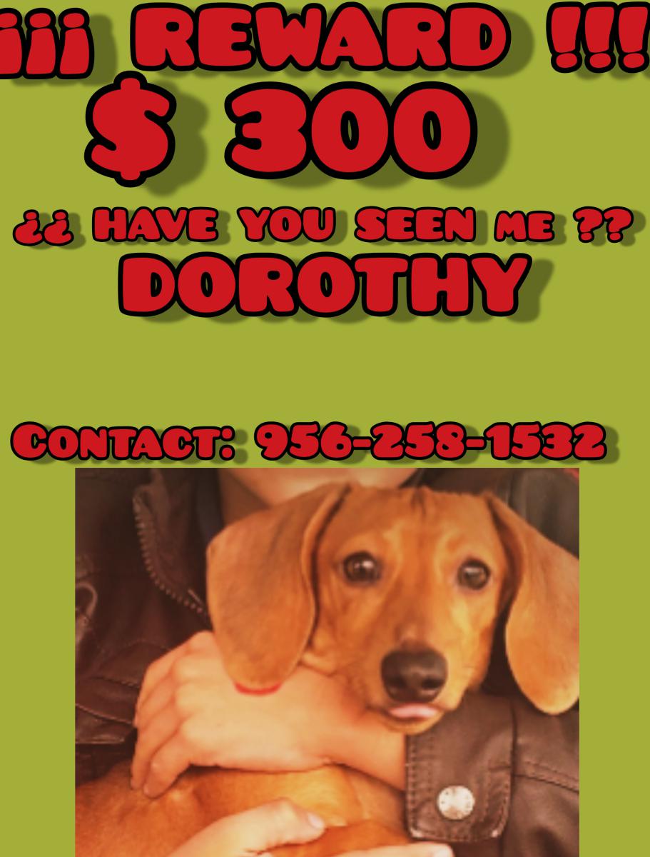 Image of Dorothy, Lost Dog