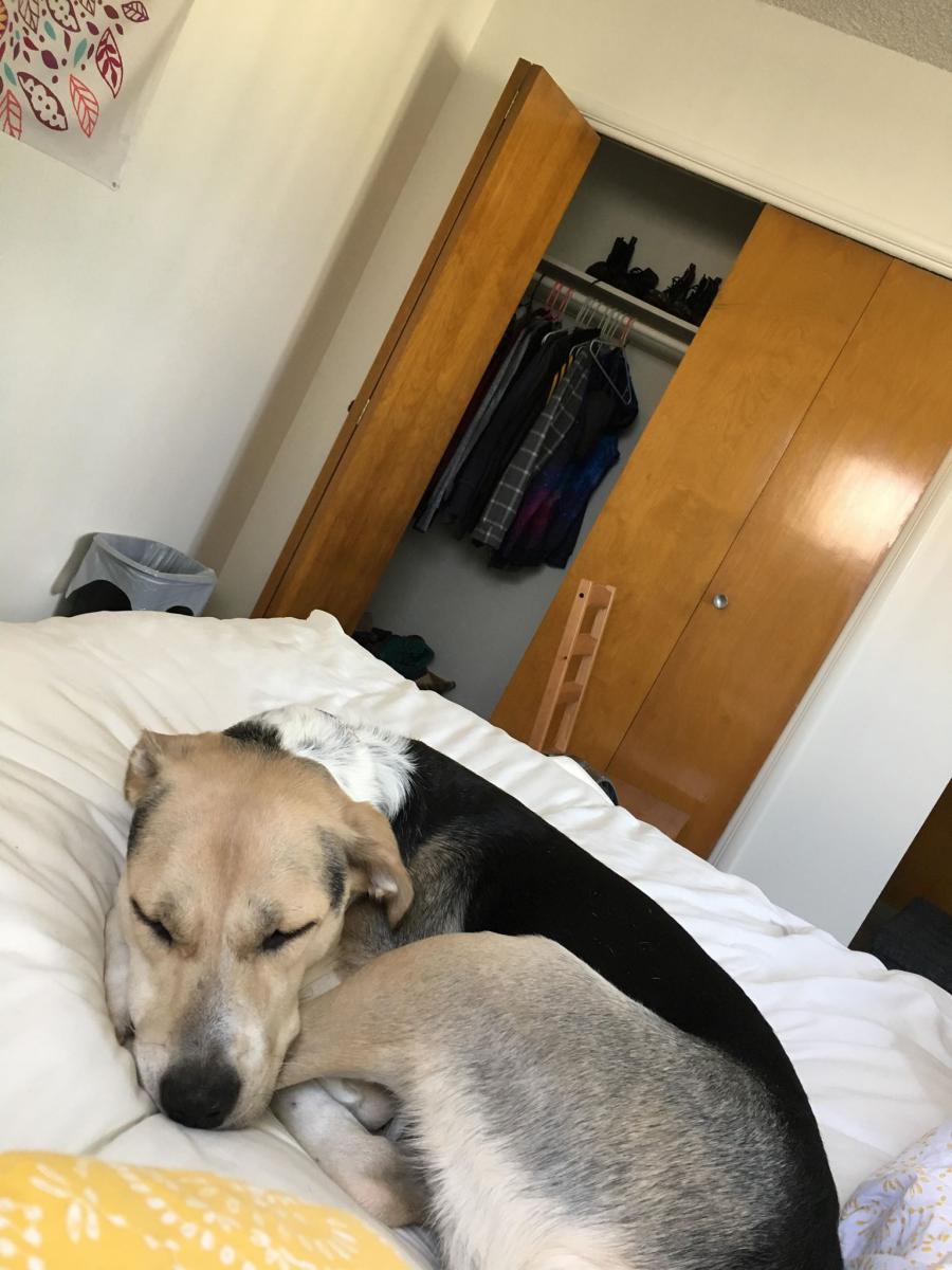 Image of Michelle, Lost Dog