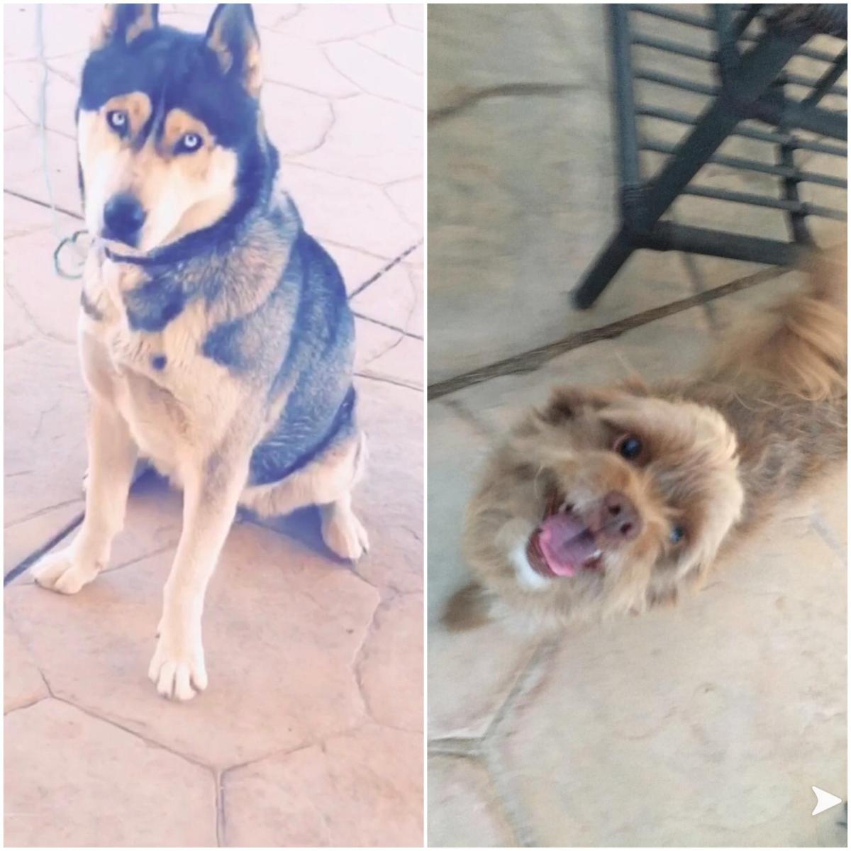Image of Luna and Brownie, Lost Dog