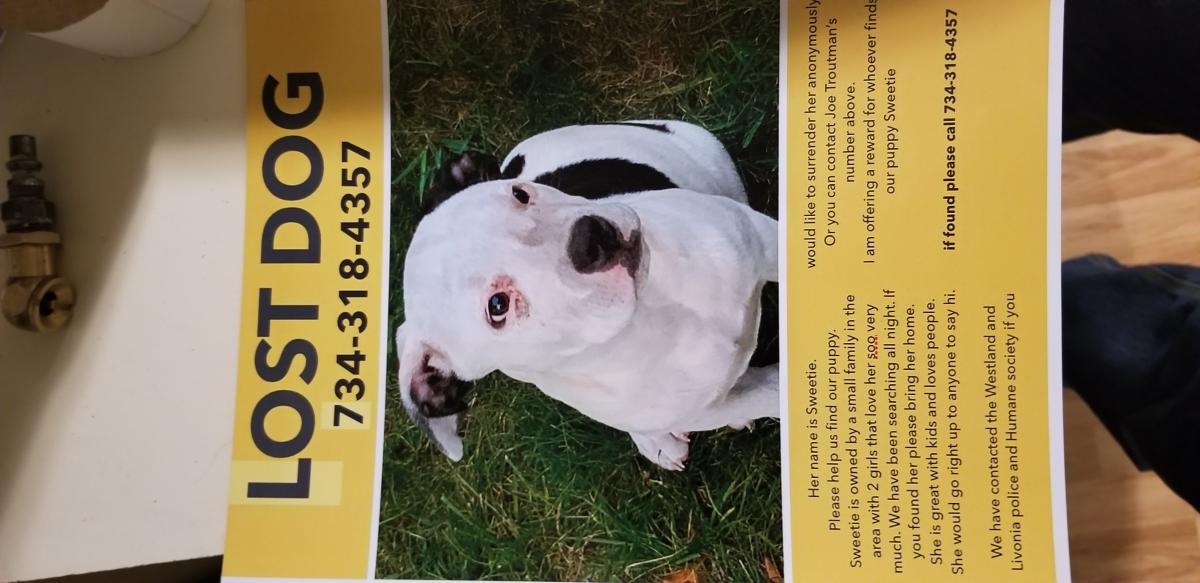 Image of Sweetie, Lost Dog