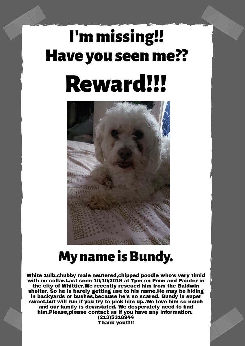 Image of Bundy, Lost Dog