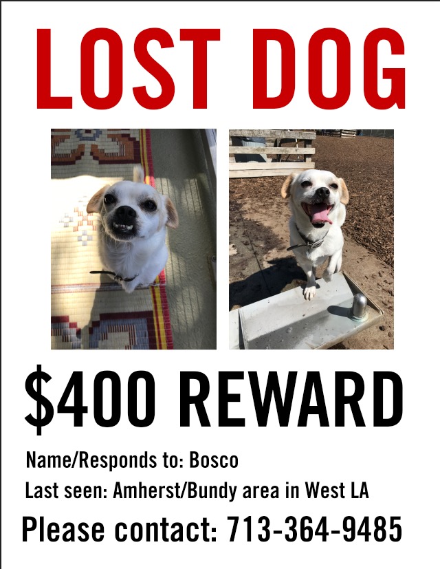 Image of Bosco, Lost Dog