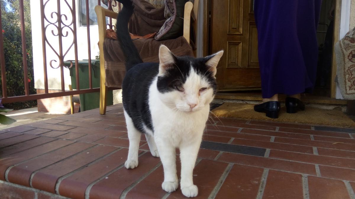 Image of Freddy, Lost Cat
