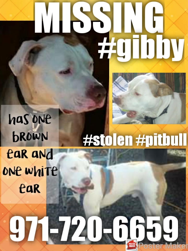 Image of Gibby, Lost Dog