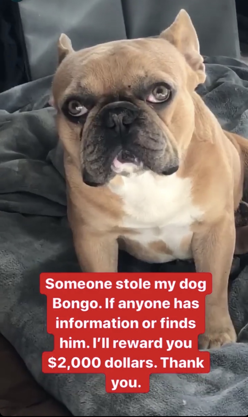 Image of Bongo, Lost Dog