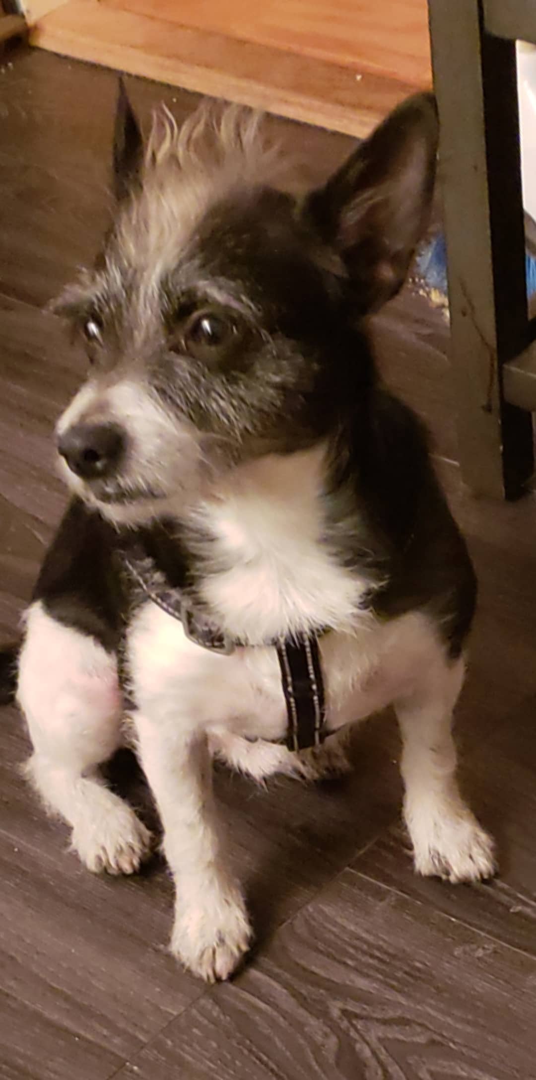 Image of 5, Lost Dog