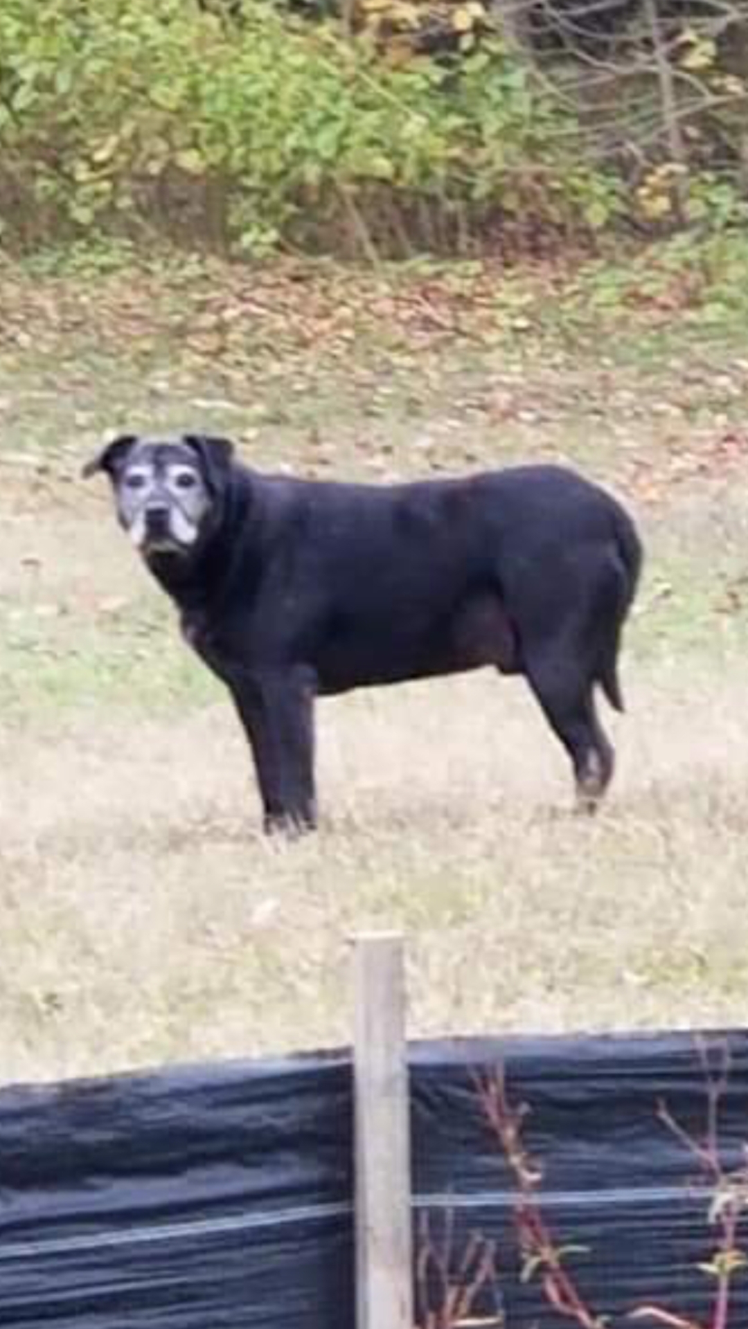 Image of Jack-LARGE BLACK DOG, Lost Dog
