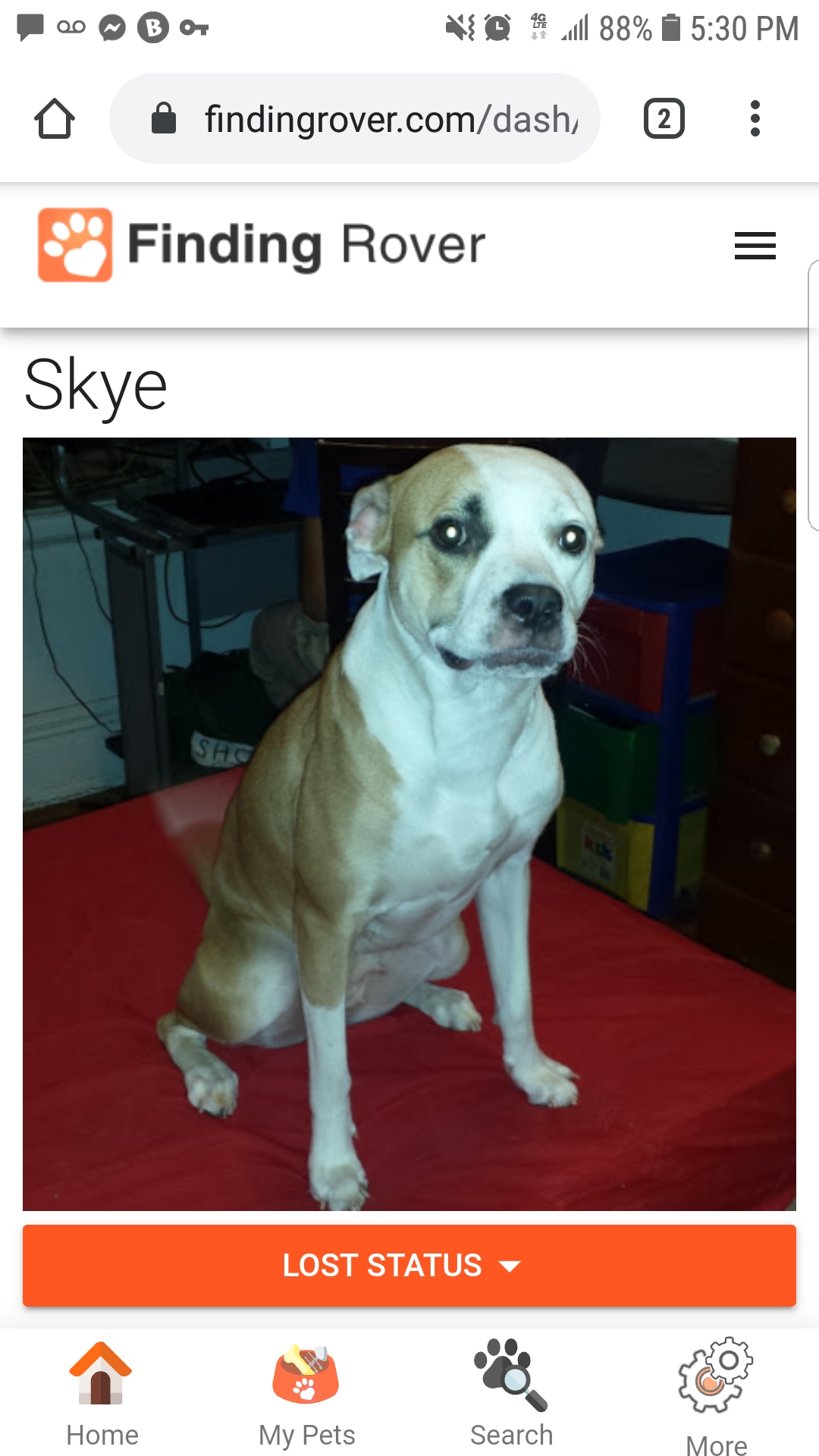 Image of Skye, Lost Dog