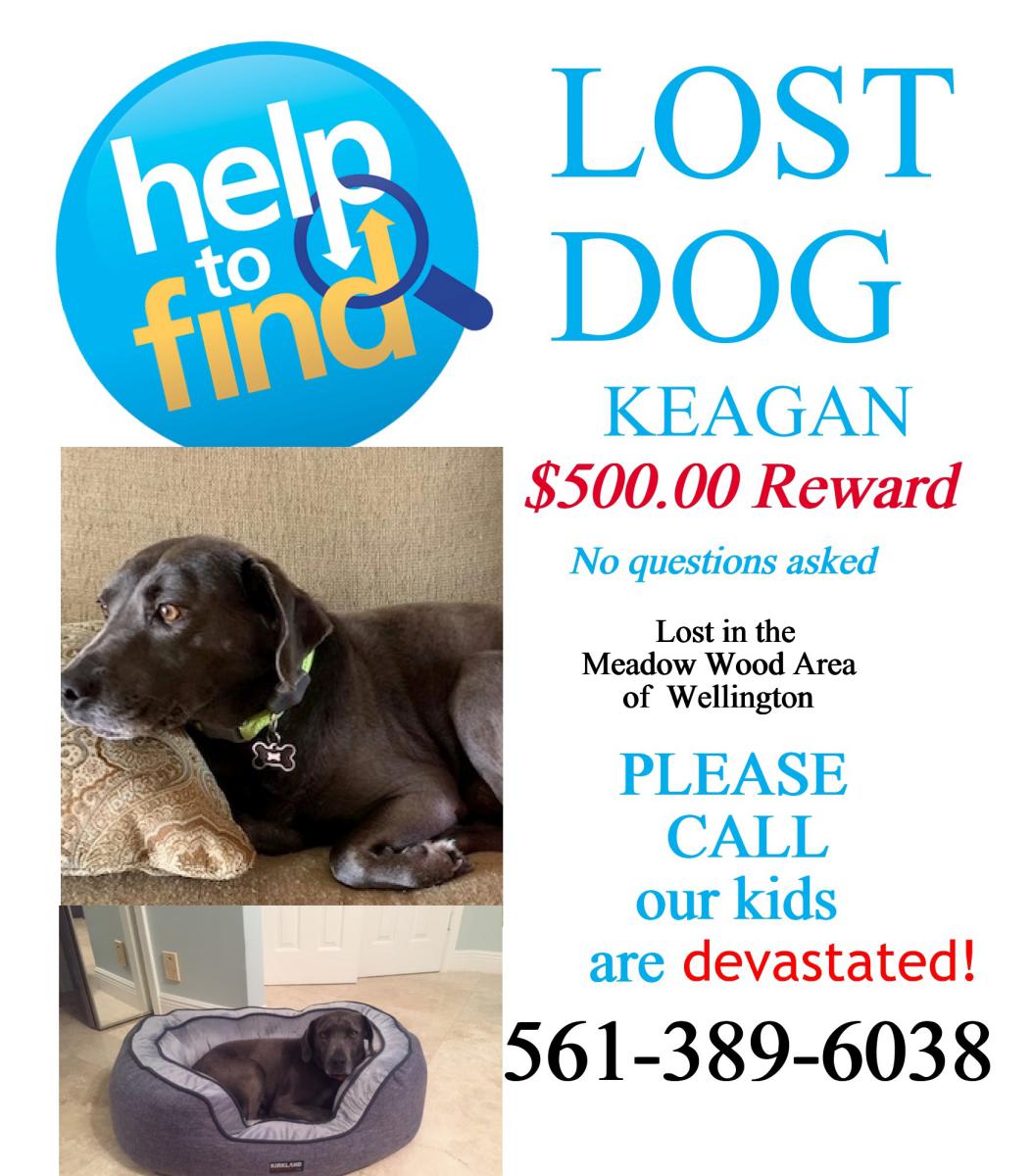 Image of Keagan, Lost Dog
