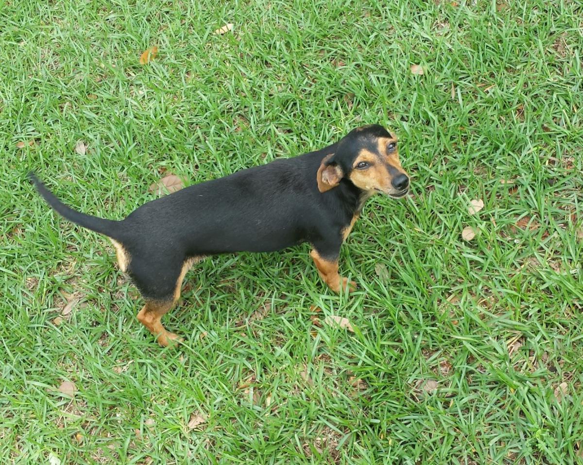 Image of Lil girl(smalldog), Lost Dog